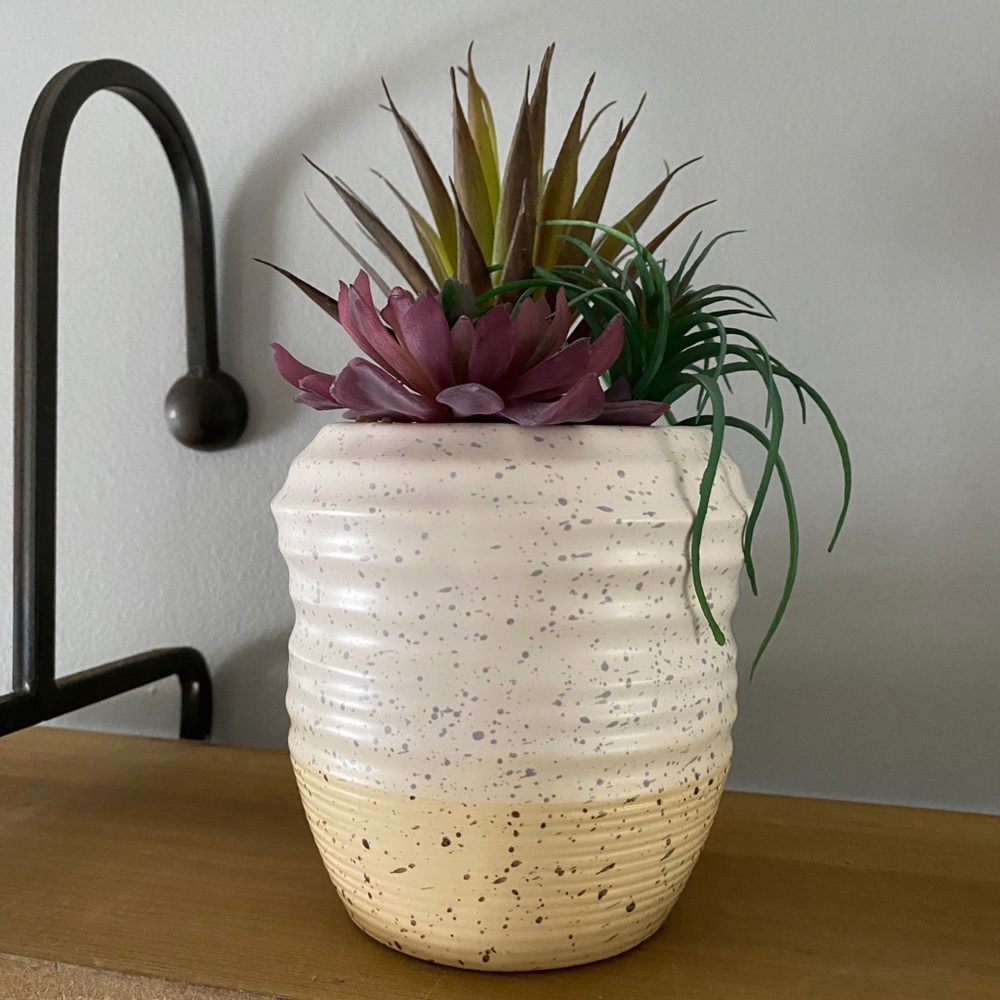 Succulent Plant